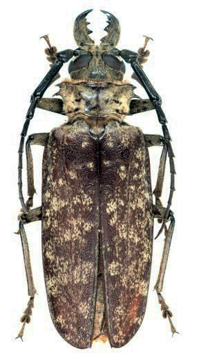 Anthracocentrus arabicus